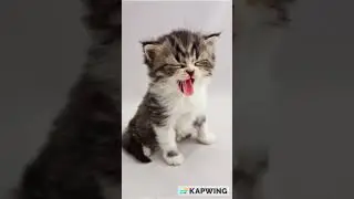 Cats Have Two Nose