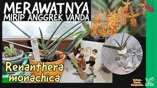 Beli Online RENANTHERA MONACHICA Anggrek Mini Mirip Vanda 😍