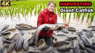 Ancient Fishing Skill: Harvesting 1000Kg of Giant Fish for Sale + Grilling Them! 🐟🔥