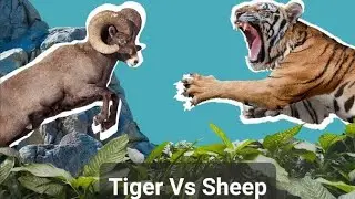 Tiger Vs Sheep.                       @animalsthought7521 @tigers @sheep