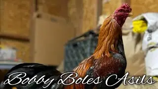 Pure Bobby Boles Asils - MOJAVE FARM
