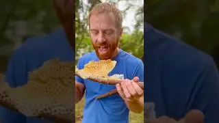Fresh honeycomb on a stick courtesy of the Bee