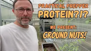 Practical Prepper Protein Ground Nuts (Apios americana)