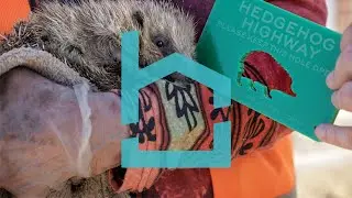 Hedgehog Highway opening in New Marske | Beyond Housing