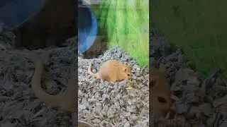aww she found her hidden snack. #pets #cuteanimals #mouse #cute #digging #snacks