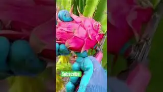 Dragonfruit #freshfruits #hymu #gardening #dragonfruit #chinesefruits #fypシ゚viral