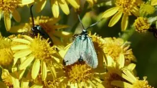 Forester Moths in Lancashire   -   July 2017   - Lumix GH5 and Olympus 40-150 F2.8 plus 1.4 TC
