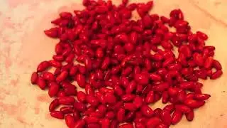 Berberis