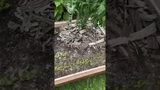 Fall planting in zone 4 Minnesota