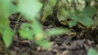 The most feared snake in Appalachia
