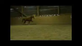 Blaenpentre Watcyn Selection B stallion