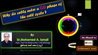 Why do cells enter a G0 phase of the cell cycle?   لماذا تدخل الخلايا هذه المرحلة  من دورة الخلية