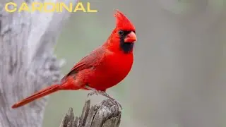 cardinal sound cardinal bird call northern cardinal sounds#shorts