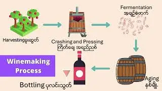 Basic Wine Knowledge (What is Wine) with Burmese language @ Sam