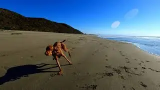Vizsla  Lily's Beach Day 4K