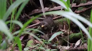 O Tordo do Principe (Turdus xanthorhynchus) alimenta&ccedil;&atilde;o. Principe Thrush CR IUCN Red List