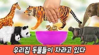 한국어ㅣ우리집 동물들이 자라고 있다, 동물 이름 맞추기, 유아 및 어린이 만화, 컬렉타ㅣ꼬꼬스토이