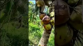 Monkey Harvesting Coconuts - A Smart Technique! 🐒🥥 #shorts #harvesting #coconut #nature #fruit