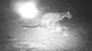 Ocelot incredibly rare wild footage Leopardus pardalis Las Piedras Biodiversity Station