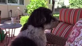Best Havanese howl