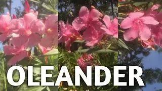 Pink oleander flowering plants with beautiful flowers /Nerium oleander flowering plants.