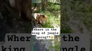 Royalty at its best!!😱#beast #animals #shorts