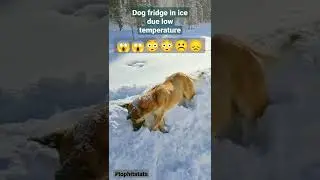 Dog die hue to winter || Freeze in ice 🧊