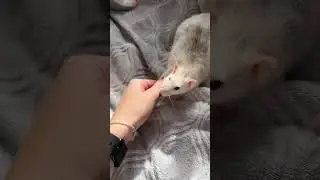 #petrats #funnyanimals #rat #pets #cute #крыса #cuteanimals #ratmom