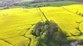 Kilcurry Rape Seed Fields 2025