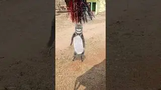 bill bole bion biho 🤣😂