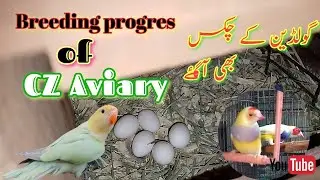 Breeding progress of cz Aviary/گولڈین بریڈنگ پراگریس/vlogurdu/hindi/english
