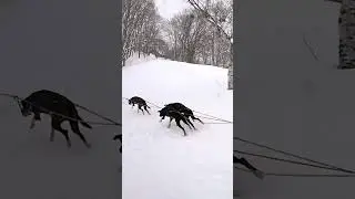 Dog Sled in Japan! #japan #winter #snow #dogs