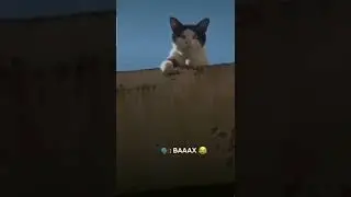 арабский говорящий кот 😻 #ислам #коран