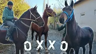 УЛОККА СОЛИБ КУРДИМ..ОТЛАР СОТИЛАДИ.SARDORDA BESHYULDUZ TOY SOTILADI.#Otlar#uloq#otbozor(Mus Tv)