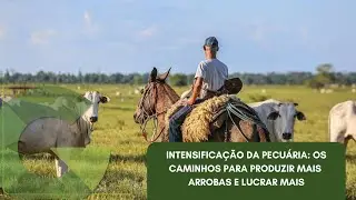 INTENSIFICAÇÃO DA PECUÁRIA: OS CAMINHOS PARA PRODUZIR MAIS ARROBAS E LUCRAR MAIS