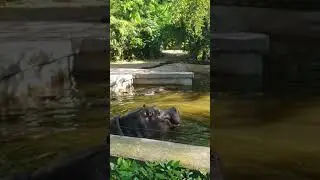 Hippopotamus at the Rome Zoo