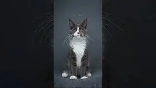 Maine Coon Cat Growing UP #catographer #cat #growingup #timelapse #mainecoon #kitten #babycat