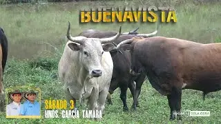BUENAVISTA 2026 Toros de la Ganaderia la Trinchera de los HERMANOS GARCIA TAMARA