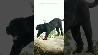 Black Panthers 😱 #facts #factfury #animalfacts #animalknowledge #animals