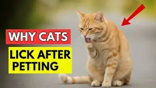 Why Cats Groom Themselves Right After You Pet Them