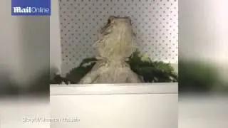 The lizard who speaks perfect English: Bearded dragon nods when asked if she wants to something to