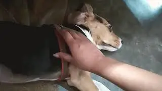 You make me happy | Leo The Beagle
