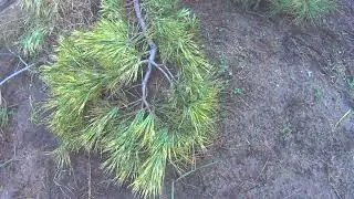 Z mojego ogrodu Sosna Japońska Okulus-draconis oko smoka złamane pod ciężarem śniegu. 