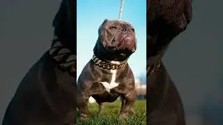 STUNNING EXOTIC AMERICAN BULLDOG LIVERPOOL UK #shorts #americanbully #antshotit @ant_shotit