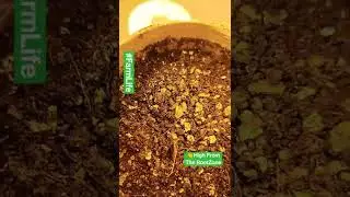 Farmers Best Friends - Atheta Coriaria🌱 Rootzone Benefitial☘️ #fuel #farmlife #931 #subscribe