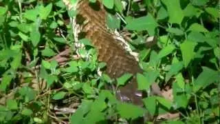 TIGER SNAKE Surprise