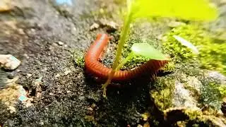oddly satisfying: 10 Minutes of a Red Millipede Walking