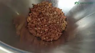 Almond Butter Grinder | Colloid Nut Grinding Machine