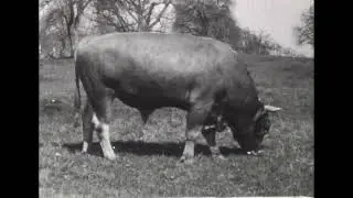 Rindvieh und Schweine (Schweiz, ca. 1940)