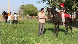 Stallion imran ❣️5911 gaye pind de ground vich #horselover #trending
